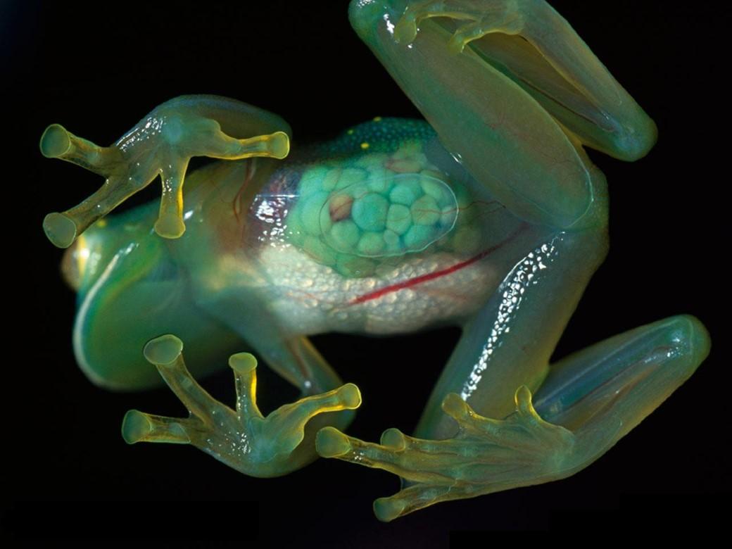 CONHEÇA 10 ANIMAIS TRANSPARENTES QUE SÃO SIMPLESMENTE INCRÍVEIS