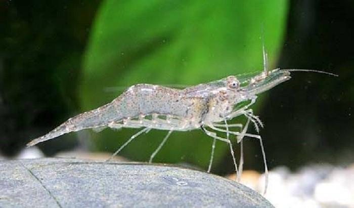 CONHEÇA 10 ANIMAIS TRANSPARENTES QUE SÃO SIMPLESMENTE INCRÍVEIS