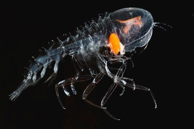 CONHEÇA 10 ANIMAIS TRANSPARENTES QUE SÃO SIMPLESMENTE INCRÍVEIS