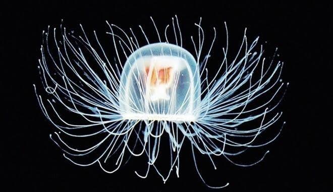 CONHEÇA 10 ANIMAIS TRANSPARENTES QUE SÃO SIMPLESMENTE INCRÍVEIS