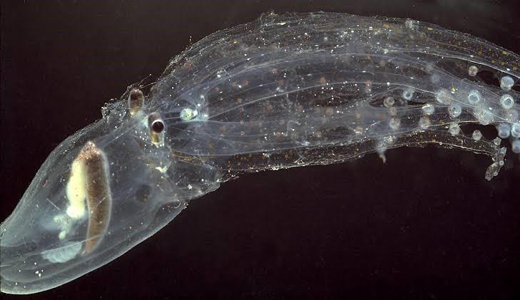 CONHEÇA 10 ANIMAIS TRANSPARENTES QUE SÃO SIMPLESMENTE INCRÍVEIS
