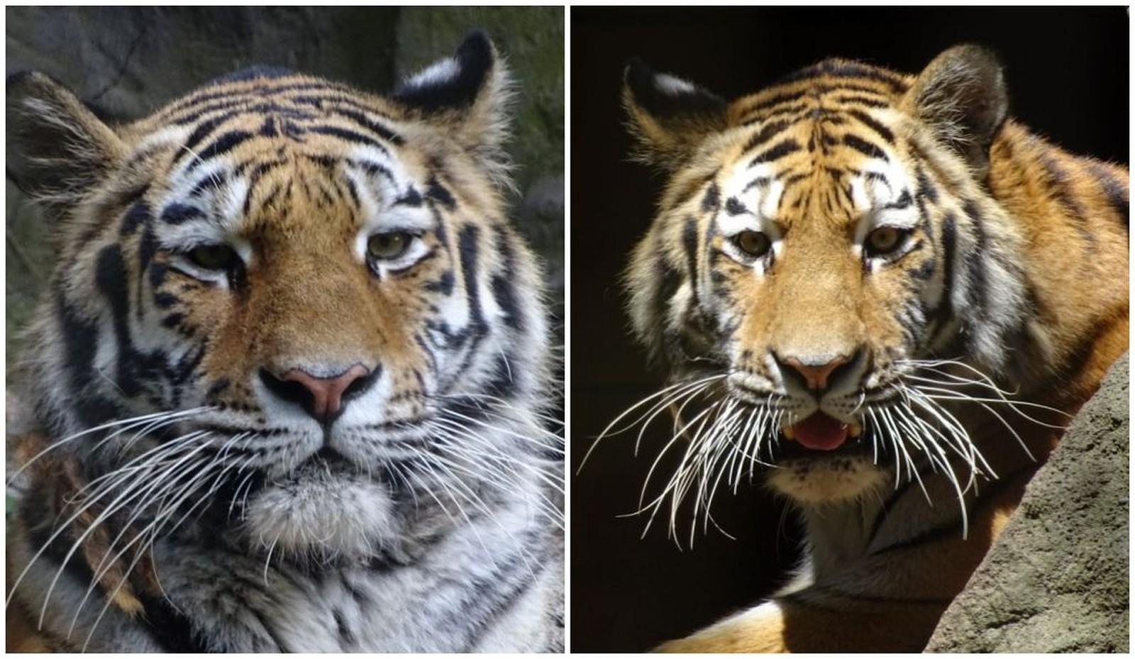 Filhotes de tigre siberiano nascidos no zoo de Itatiba ganham nomes após campanha nas redes sociais