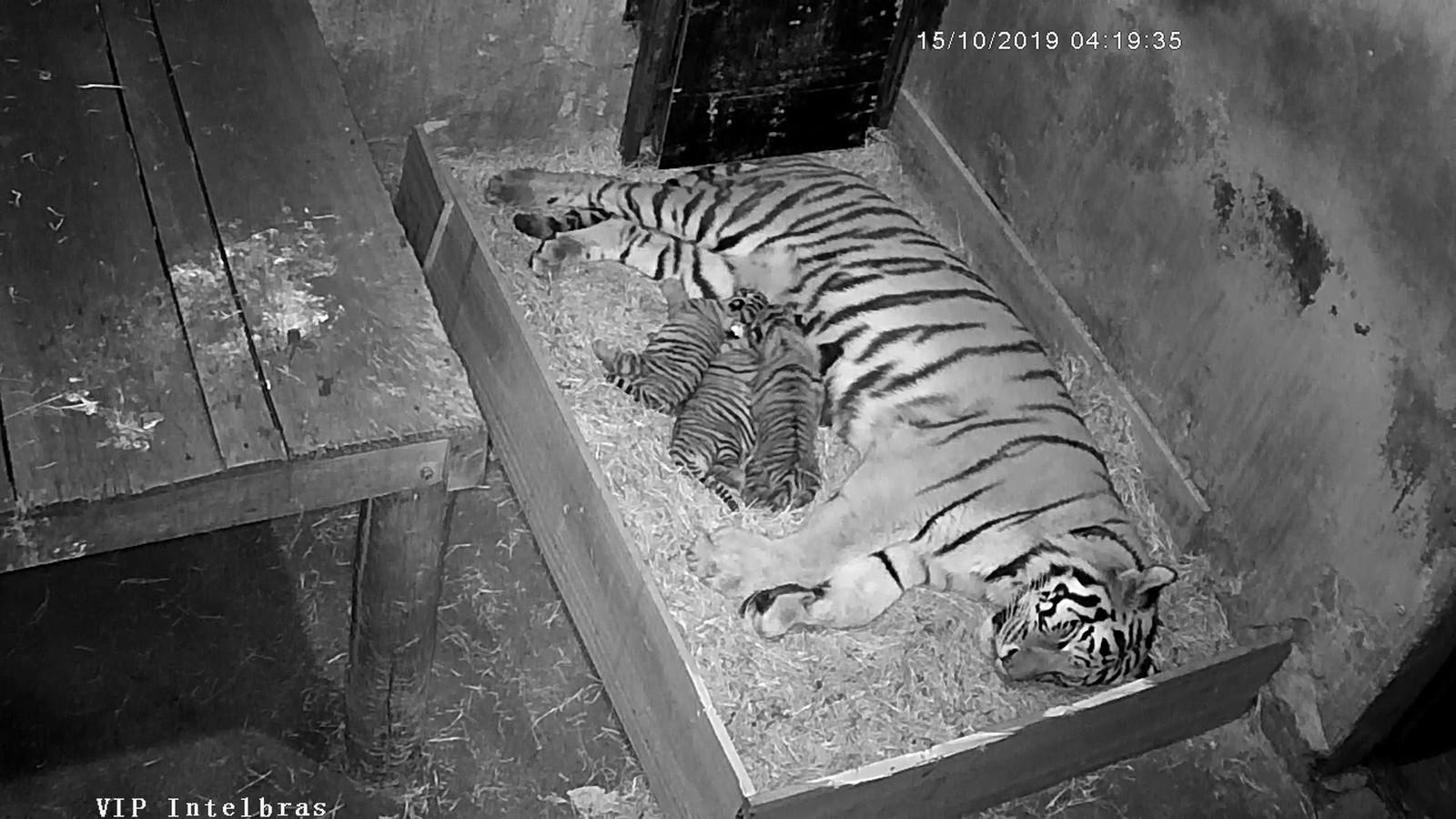 Filhotes de tigre siberiano nascidos no zoo de Itatiba ganham nomes após campanha nas redes sociais