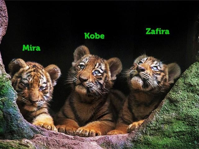 Filhotes de tigre siberiano nascidos no zoo de Itatiba ganham nomes após campanha nas redes sociais