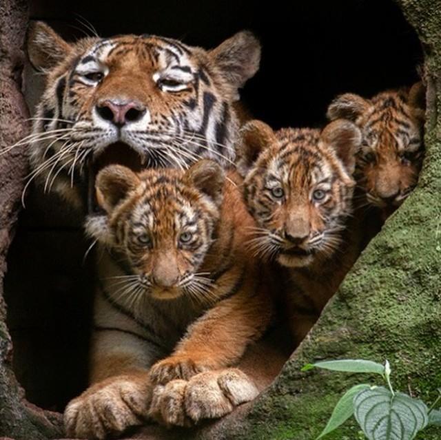 Filhotes de tigre siberiano nascidos no zoo de Itatiba ganham nomes após campanha nas redes sociais
