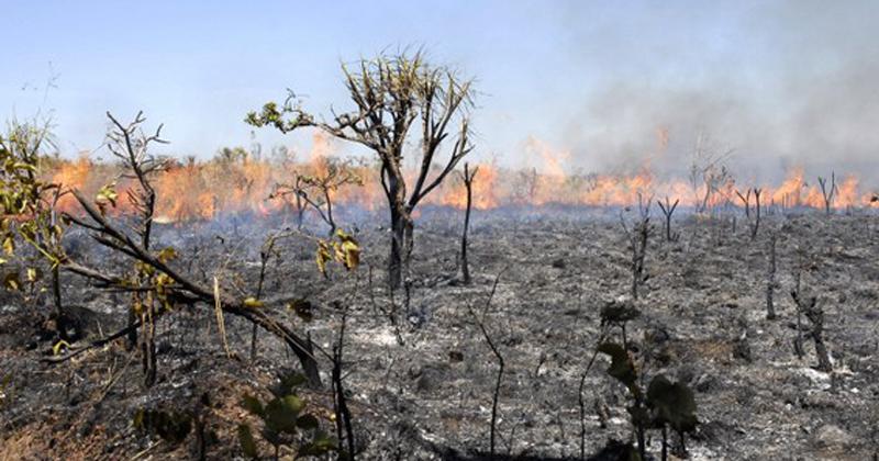 Incêndios florestais em São Paulo dobram em 2020