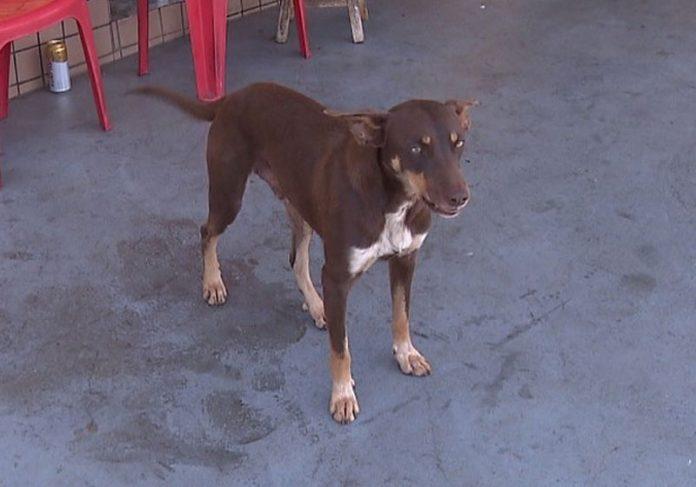 Cachorro sem dono acha carteira com quase R$ 4 mil e devolve