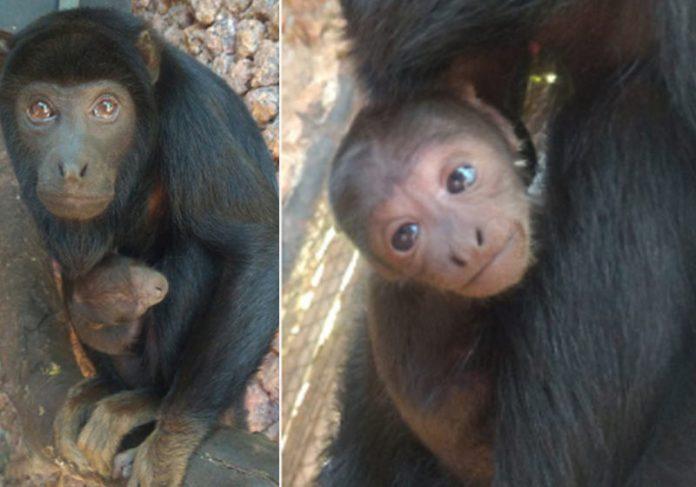 Macaquinho ameaçado de extinção nasce em Brasília