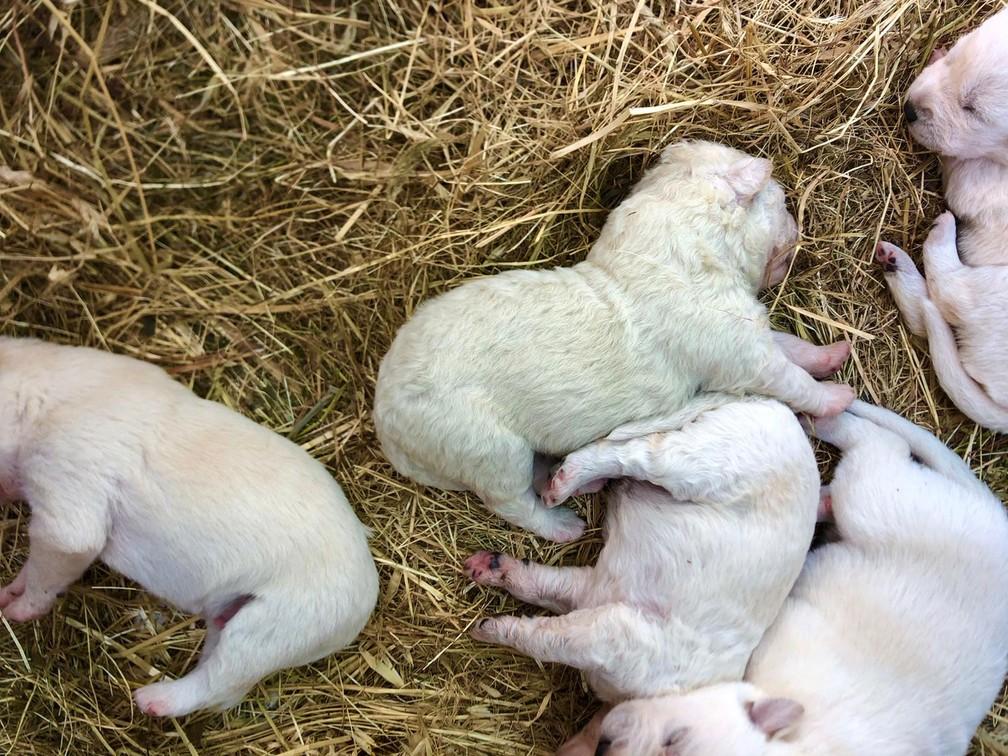 Conheça Pistachio, cachorrinho que nasceu com pelo verde na Itália