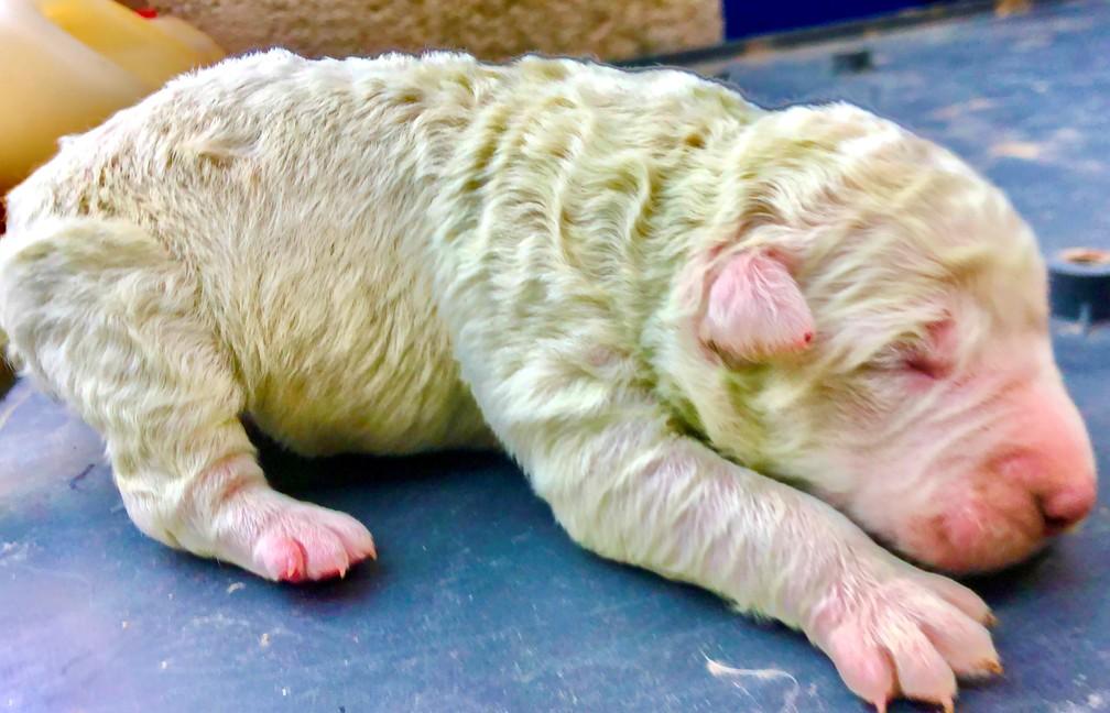 Conheça Pistachio, cachorrinho que nasceu com pelo verde na Itália