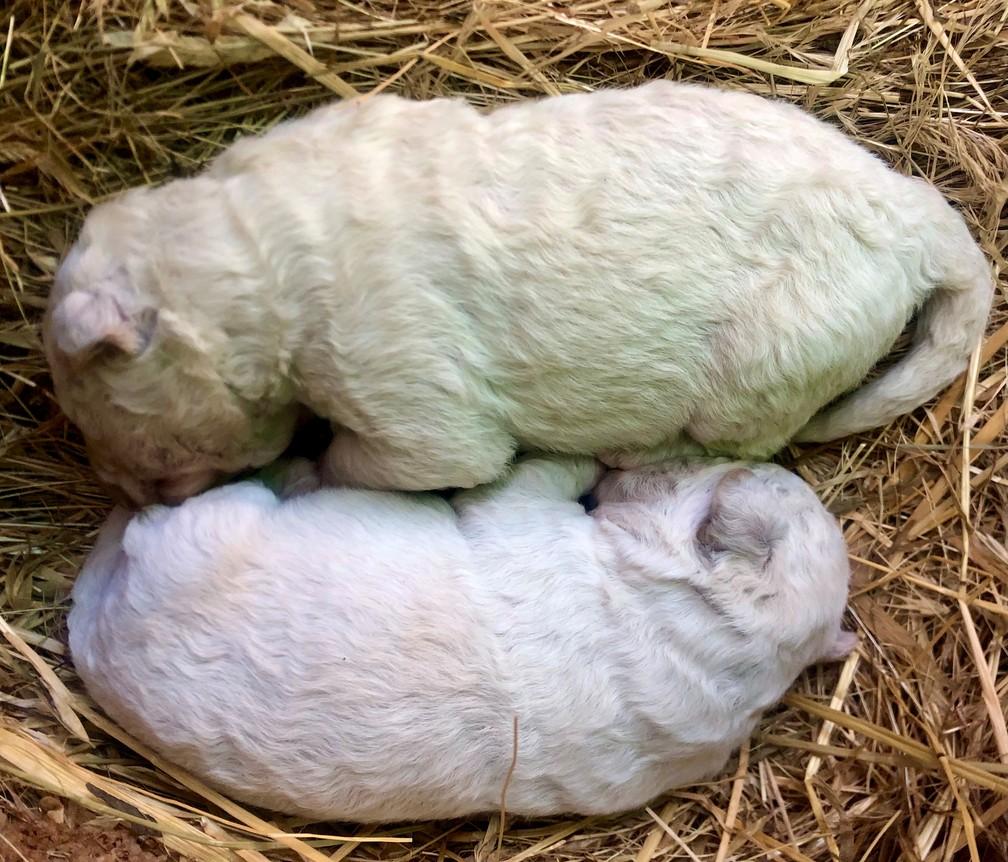 Conheça Pistachio, cachorrinho que nasceu com pelo verde na Itália