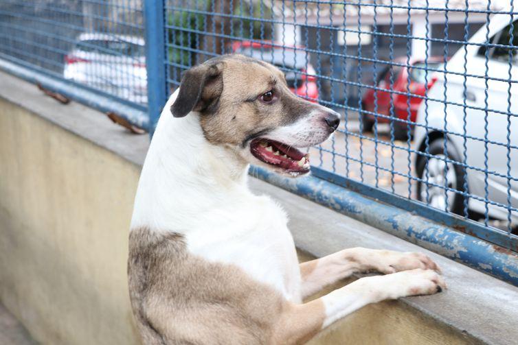 Adoção e abandono de animais domésticos aumentam durante a pandemia