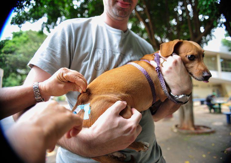Adoção e abandono de animais domésticos aumentam durante a pandemia