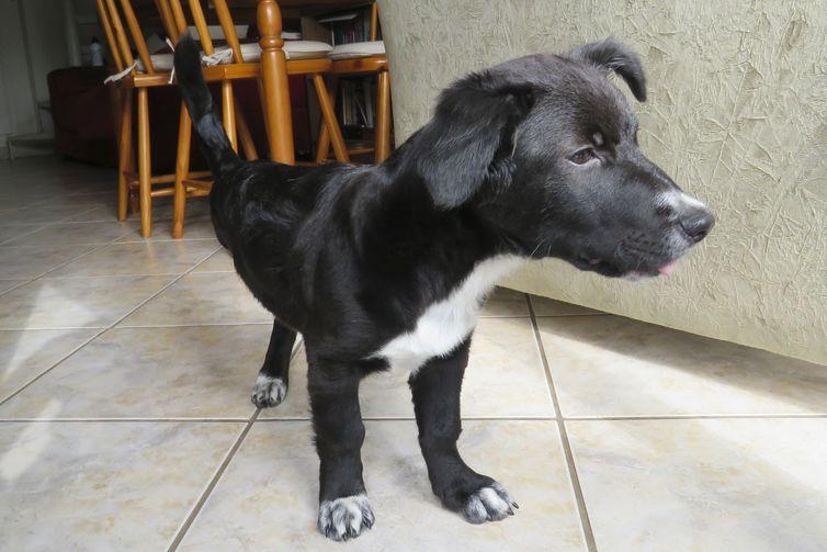 Adoção e abandono de animais domésticos aumentam durante a pandemia