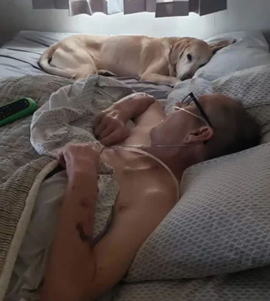 Labrador falece uma hora depois da partida do seu dono. Ficou ao seu lado até o fim!