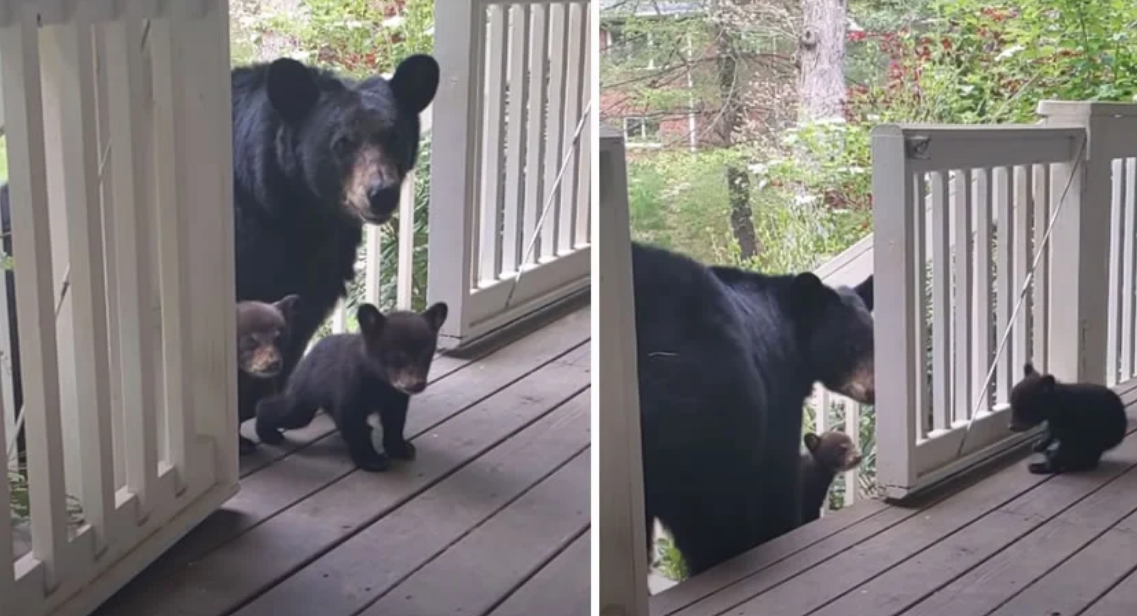 Ursa tem filhotes e leva os bebês ao quintal de amigo humano para apresentá-los!