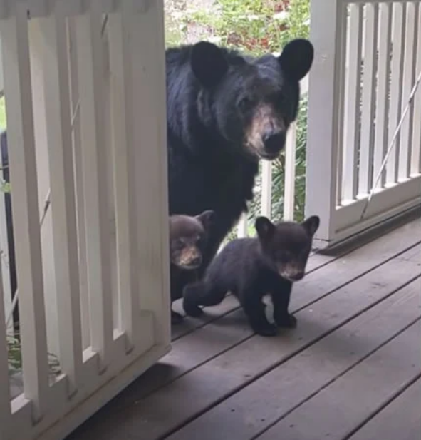 Ursa tem filhotes e leva os bebês ao quintal de amigo humano para apresentá-los!