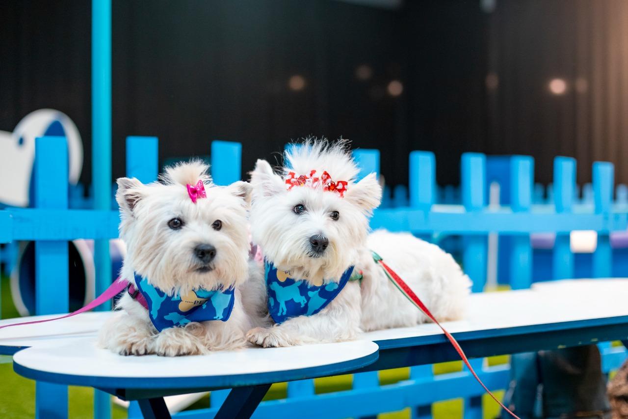 Iguatemi Rio Preto realiza a segunda edição do Pet Day