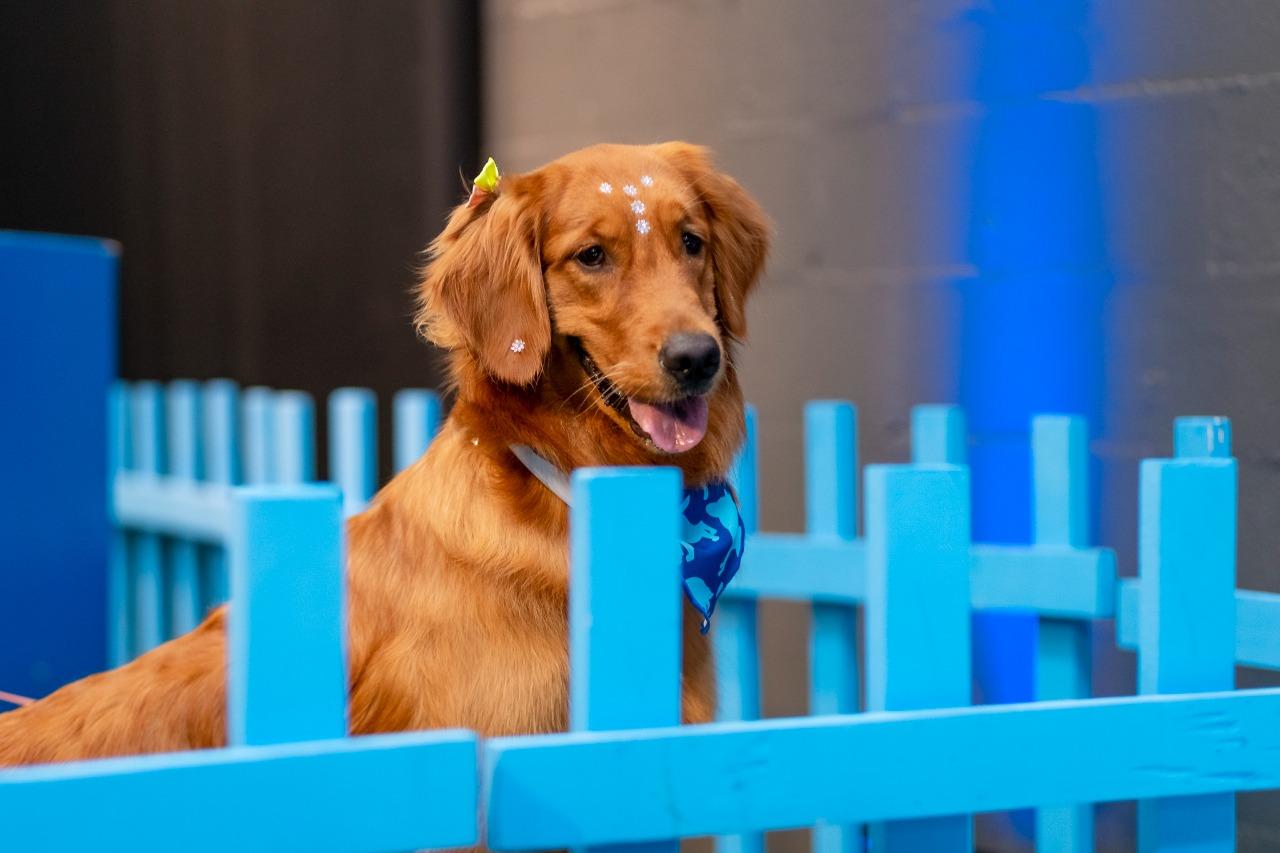 Iguatemi Rio Preto realiza a segunda edição do Pet Day