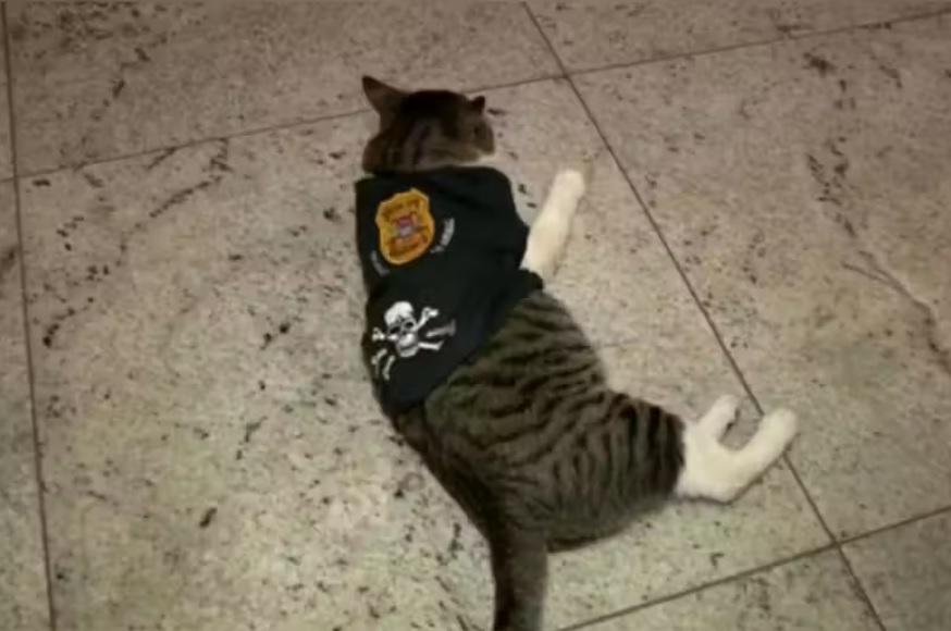 Gatinho resgatado vira 