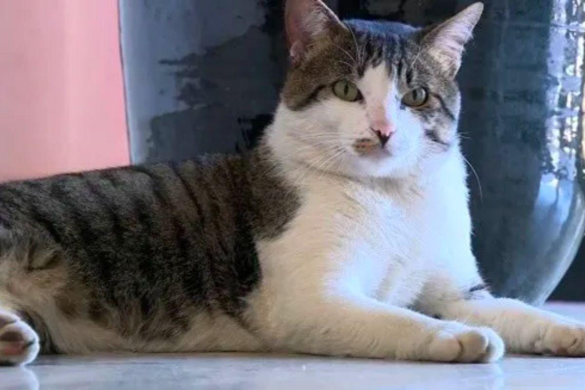 Gatinho resgatado vira 'delegato' e patrulha delegacia em São Paulo