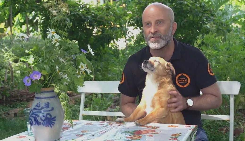 Holanda zera número de cães em situação de rua com medidas efetivas