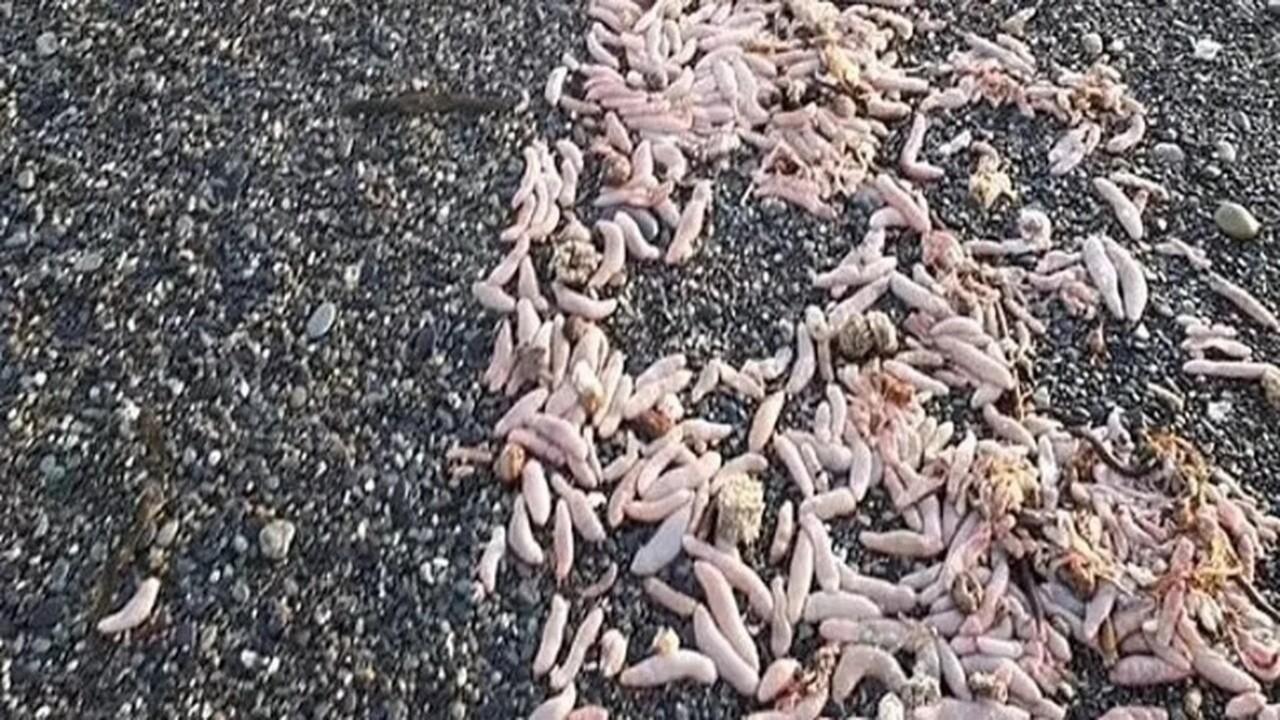 Mistério Marinho: Praia em Rio Grande, Argentina, é Tomada por Centenas de Peixes-pênis