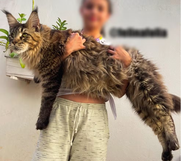Xartrux, o Gigante Felino de Jaú, São Paulo, Pode Entrar para o Guinness Book