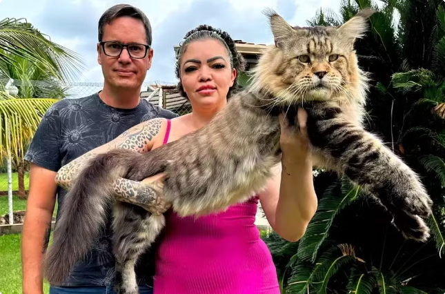 Xartrux, o Gigante Felino de Jaú, São Paulo, Pode Entrar para o Guinness Book