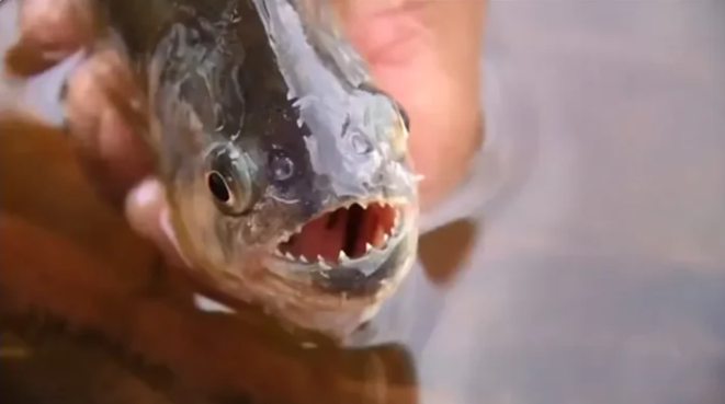 Piranhas atacam banhistas: Praia Municipal Pôr-do-Sol em Pereira Barreto é interditada