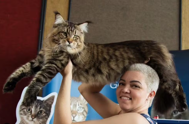 Xartrux, o Gigante Felino de Jaú, São Paulo, Pode Entrar para o Guinness Book