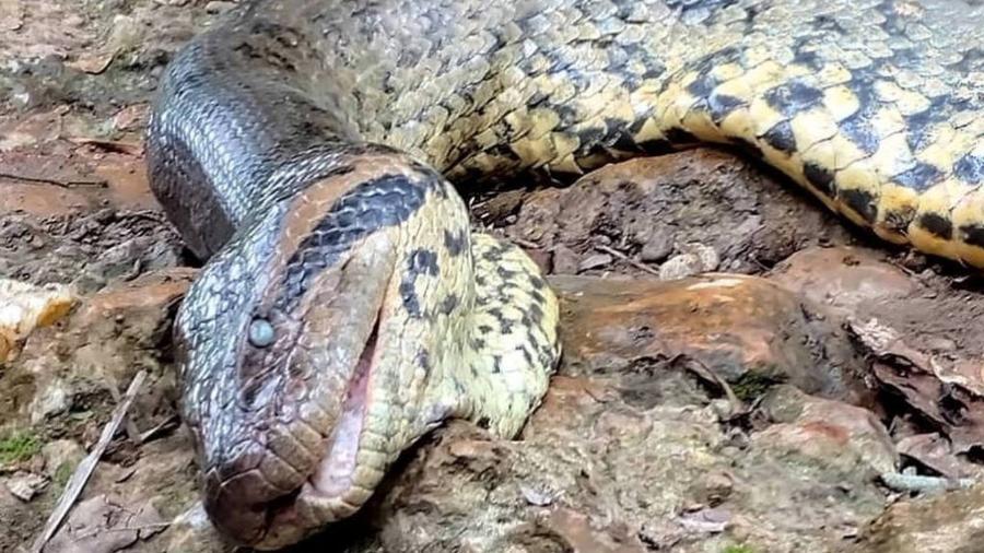 Ana Júlia, a Sucuri Mais Famosa do Mundo, Morreu de Causas Naturais