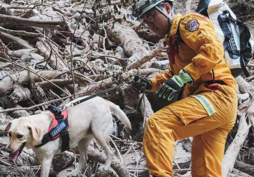 Labrador Roger: O Herói Canino que Ajuda no Resgate de Vítimas de Terremoto em Taiwan