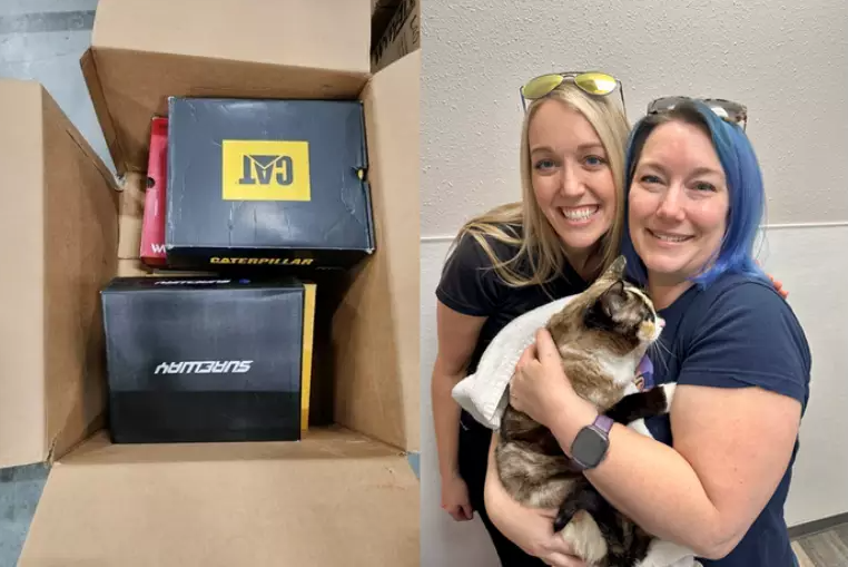 Gatinha Galena é encontrada após viajar 1,6 mil km dentro de uma caixa de sapatos