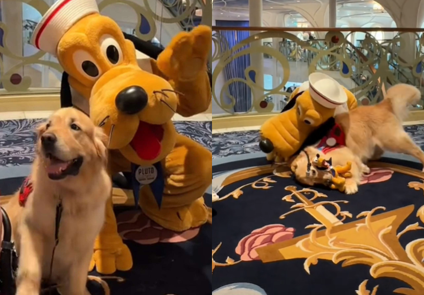 Cão golden tem reação adorável ao encontrar Pluto, o cãozinho famoso da Disney