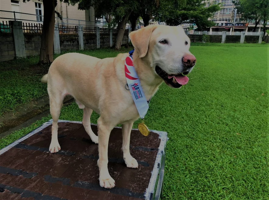 Labrador Roger: O Herói Canino que Ajuda no Resgate de Vítimas de Terremoto em Taiwan