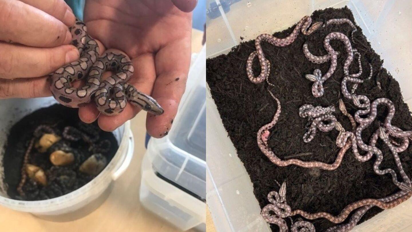 Cobra Ronaldo Dá Show e Surpreende Cientistas com Nascimento de 14 Filhotes na Inglaterra