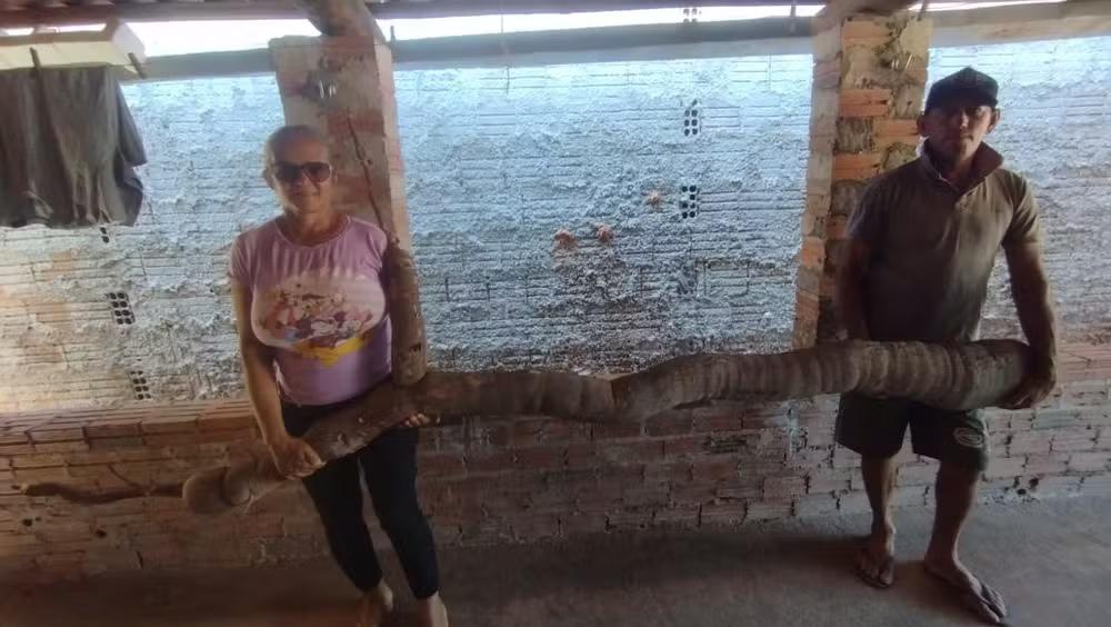 Mandioca de 44 quilos é colhida no Rio Grande do Norte